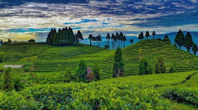 Kakarbhitta border tour to Darjeeling tea gardens