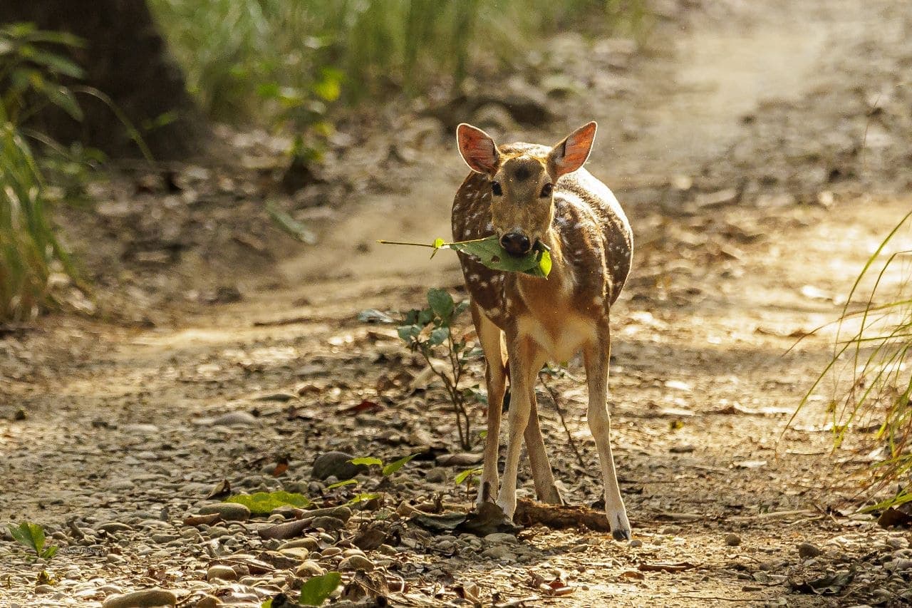 Mahendranagar border wildlife tour Nepal